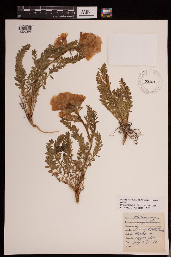 Polemonium confertum image