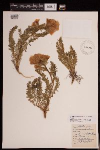 Media resource of Polemonium confertum