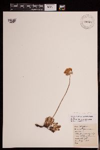 Eriogonum umbellatum var. majus image