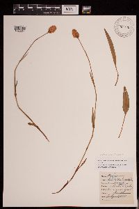 Bistorta bistortoides image