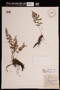 Media resource of Cystopteris fragilis