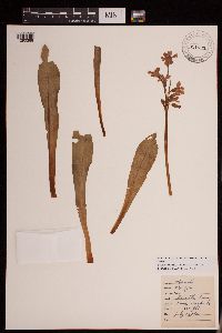 Primula parryi image