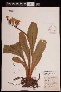 Primula parryi image