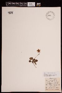 Moneses uniflora image