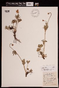 Anemone patens var. multifida image