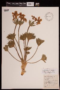 Anemone narcissiflora image