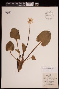 Caltha leptosepala image