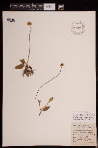 Media resource of Micranthes rhomboidea