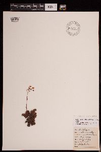 Saxifraga bronchialis image