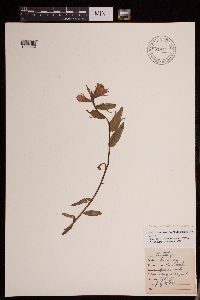 Castilleja angustifolia image