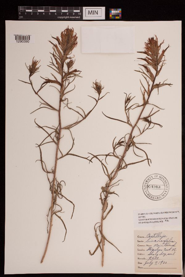 Castilleja linariifolia image