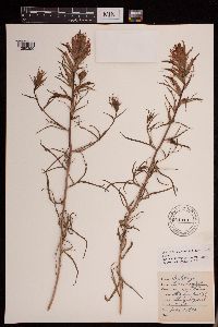 Image of Castilleja linariifolia