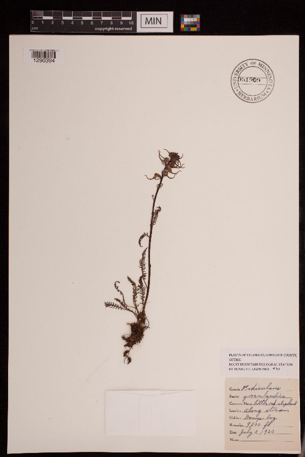 Pedicularis groenlandica image