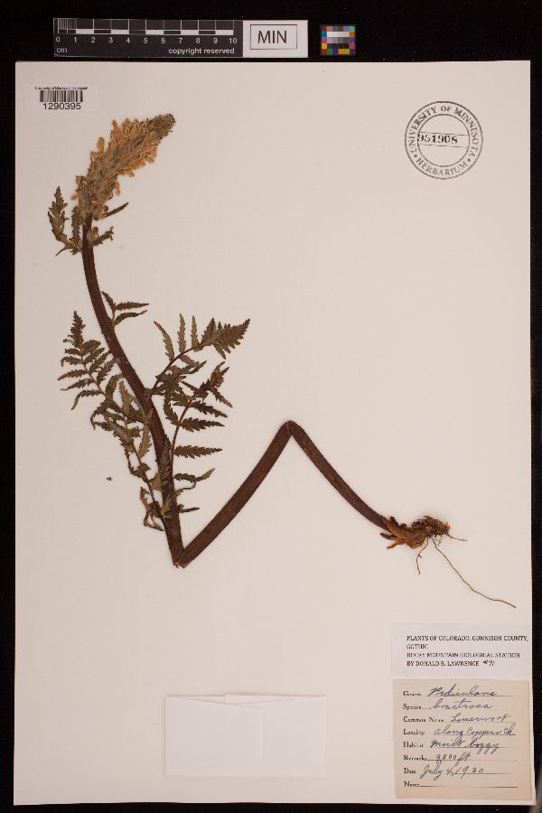 Pedicularis bracteosa image