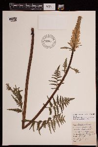 Pedicularis canadensis image