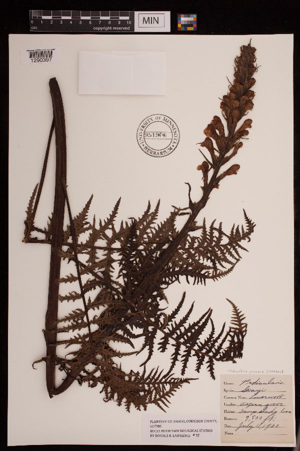 Pedicularis procera image