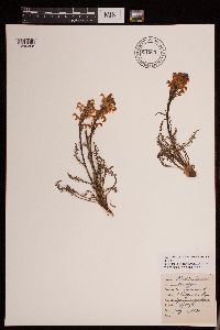 Pedicularis parryi image