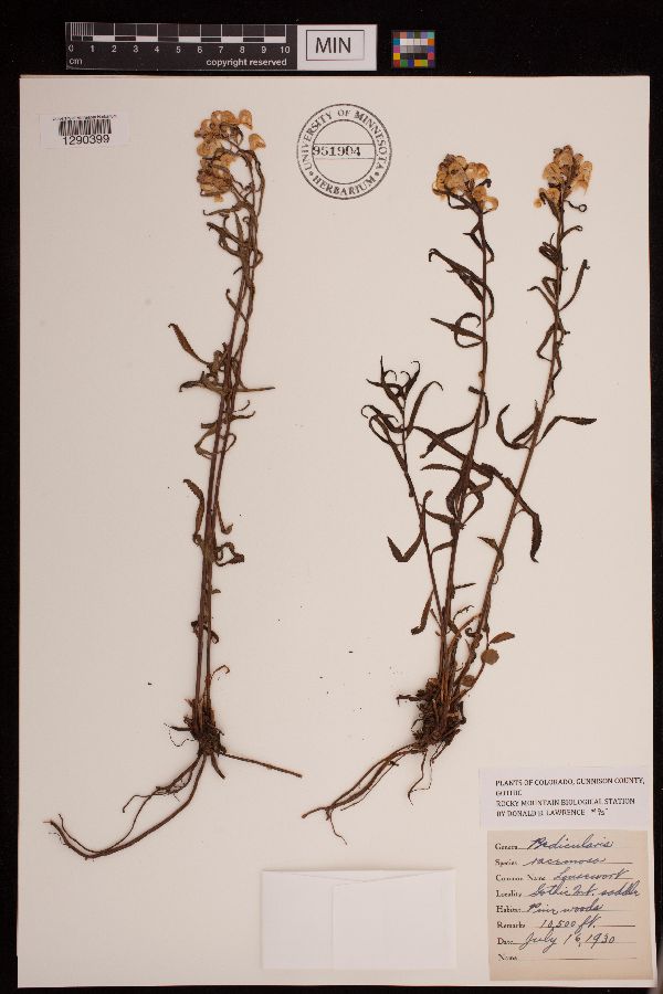 Pedicularis racemosa image