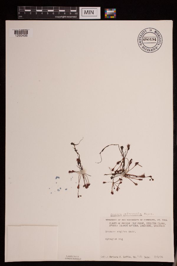 Drosera intermedia image