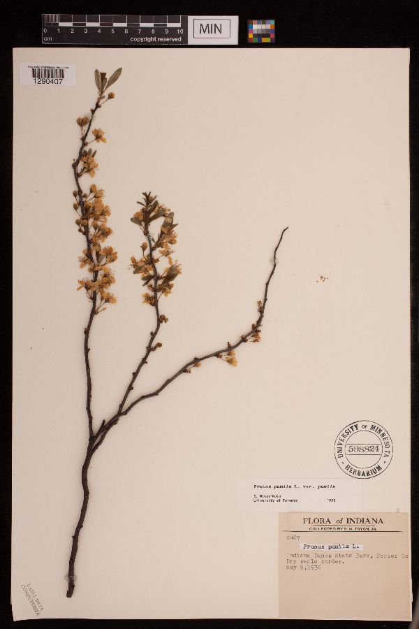Prunus pumila image