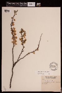 Prunus pumila var. pumila image