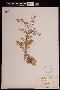 Media resource of Nasturtium officinale