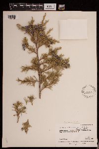 Media resource of Juniperus scopulorum