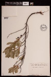 Prunus pumila var. pumila image