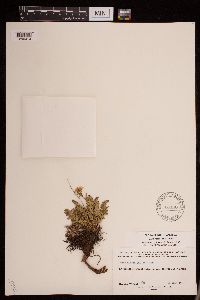 Geum rossii image