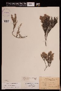 Image of Hudsonia tomentosa