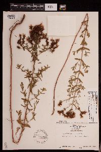 Hypericum perforatum image