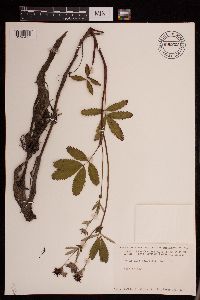 Comarum palustre image