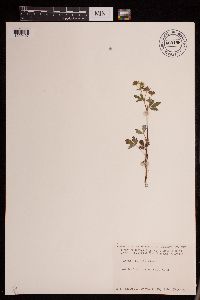 Potentilla norvegica image