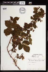 Rubus allegheniensis image