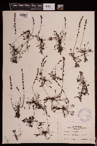 Drosera intermedia image