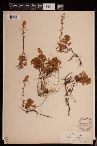 Luetkea pectinata image