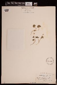 Image of Viola biflora