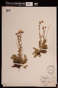 Geum rossii image