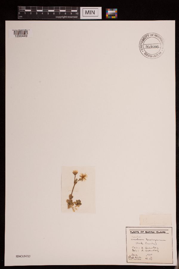 Cerastium beeringianum image