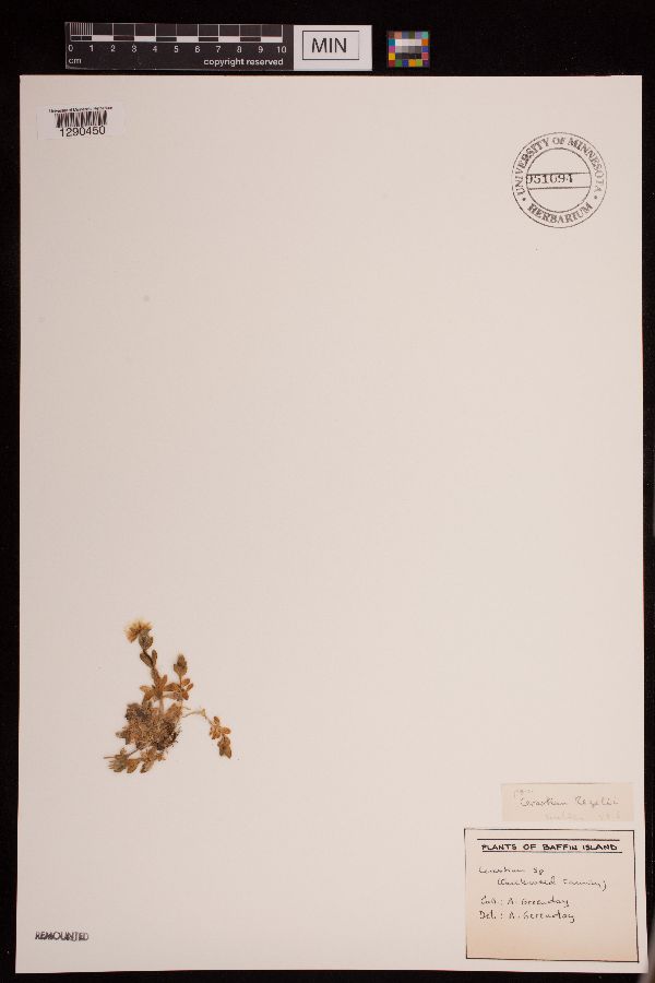 Cerastium regelii image