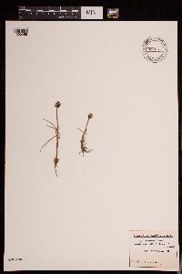 Eriophorum callitrix image