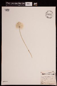Eriophorum scheuchzeri image
