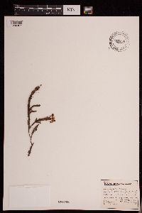 Image of Cassiope tetragona