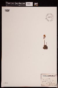 Image of Pyrola grandiflora