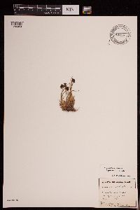 Media resource of Luzula confusa