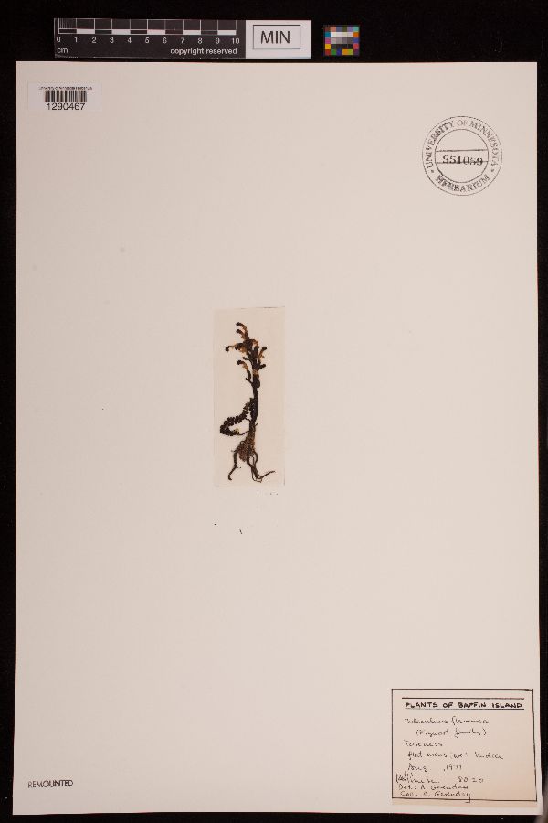 Pedicularis flammea image