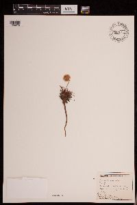 Image of Armeria maritima