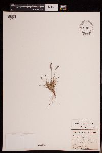 Festuca brachyphylla image