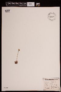 Saxifraga cespitosa image
