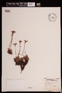 Saxifraga tricuspidata image